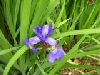 Flower 1